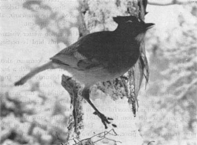 Long-crested Jay