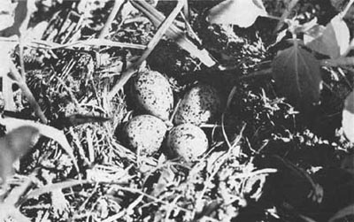 eggs