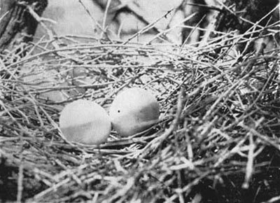 nest with eggs