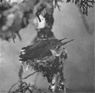 Broad-tailed Hummingbirds