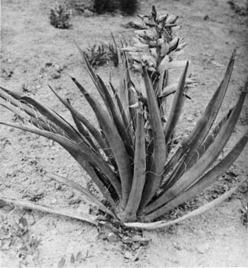 yucca