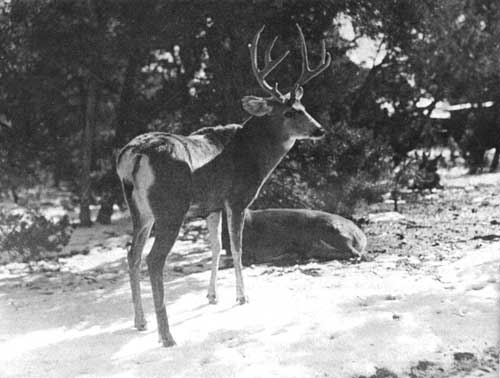 Mule deer