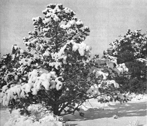 pinyon-juniper woodland