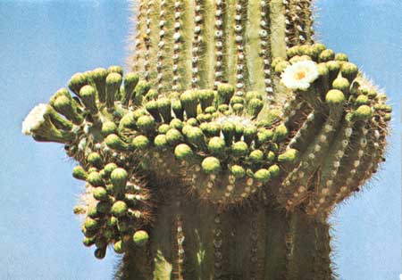 Cactus Dark Green Straw Topper
