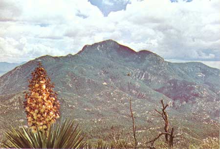 Saguaro National Park Patch - Rincon Peak