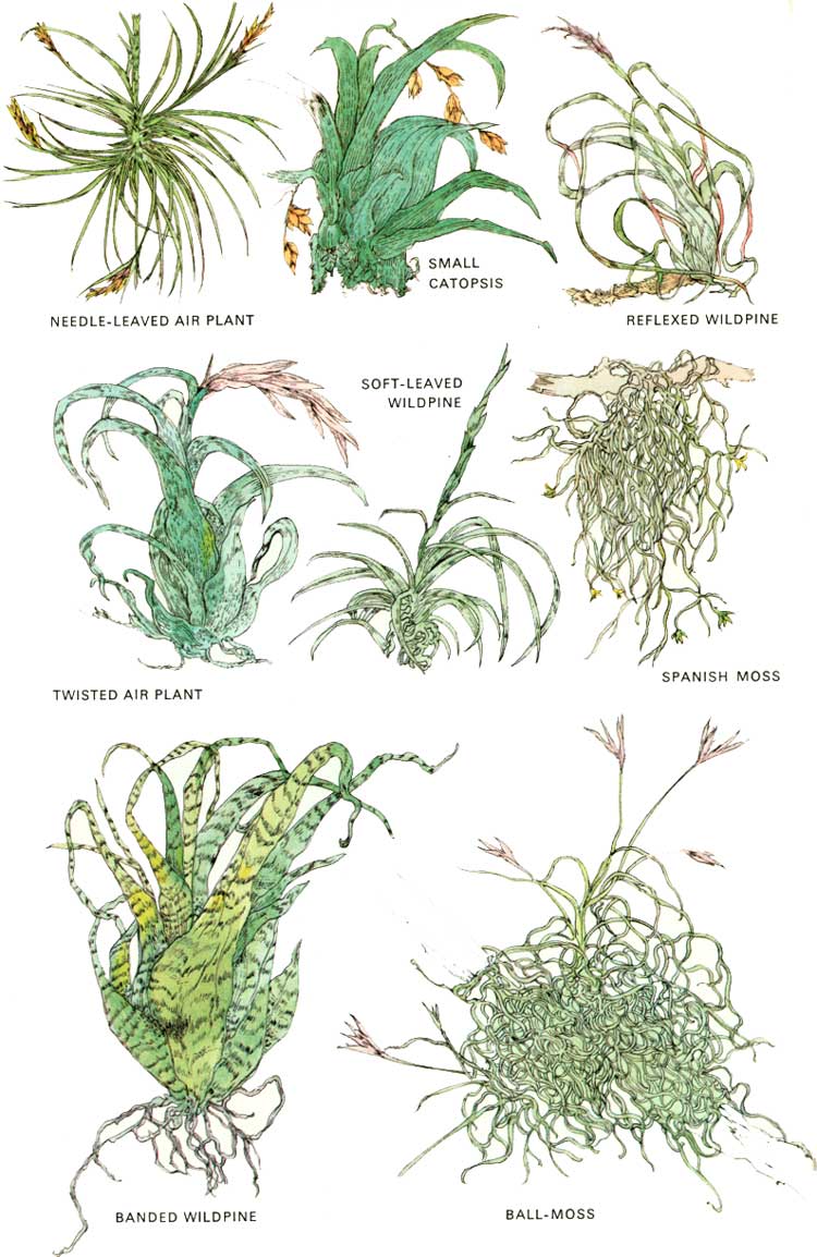 epiphyte plant drawing