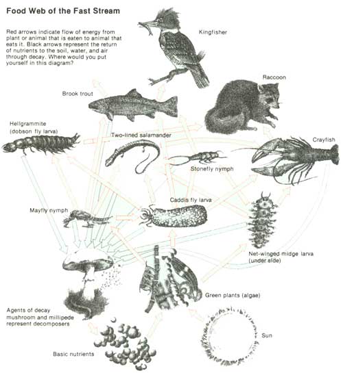 simple wetland food web