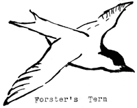 Forster's tern
