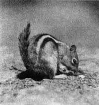 ground squirrel
