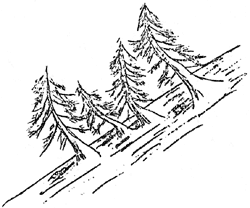 sketch of 'curved' trees