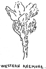 sketch of western anemone
