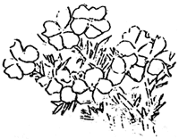 sketch of wildflowers