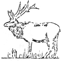 bull elk