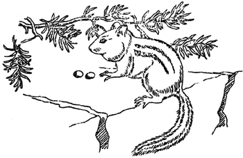 sketch of ground squirrel