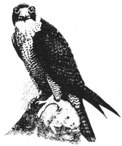 sketch of peregrine falcon