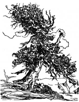 sketch of whitebark pine