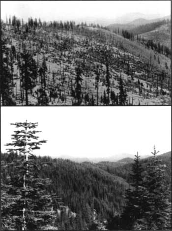 Grayback Ridge, 1901 and 1980