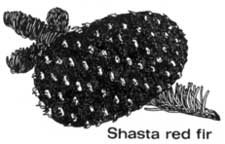 Shasta red fir cone and needles