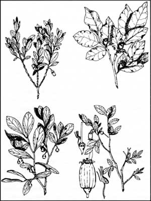 sketches of huckleberry plants