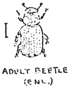 adult beetle