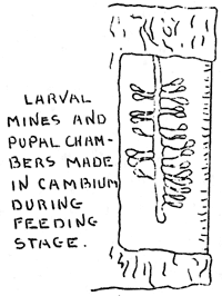 larval chambers