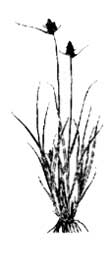 Carex athrostachya