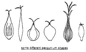 perigynium shapes