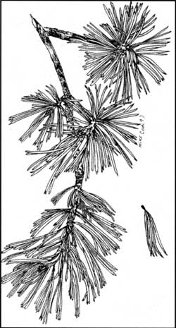 whitebark pine needles