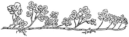 sketch of Crater Lake currant