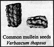 Mullien seeds