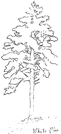 white pine tree