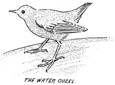 water ouzel