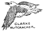 Clark's nutcracker