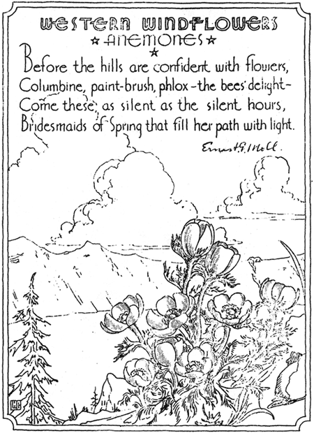 Western Windflowers: Anemones