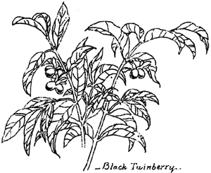 black twinberry