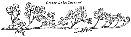 Crater Lake currant