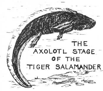 THE AXOLOTL STAGE OF THE TIGER SALAMANDER