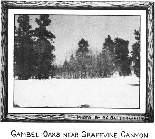 GAMBEL OAKS NEAR GRAPEVINE CANYON