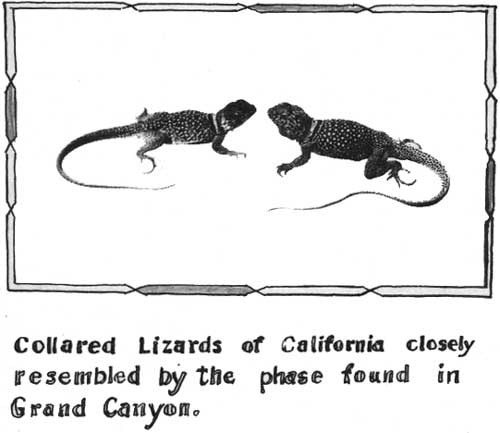 Collared Lizards of California closely resembled by the phase found in
Grand Canyon.