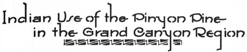 INDIAN USE OF THE PINYON PINE IN THE GRAND CANYON REGION