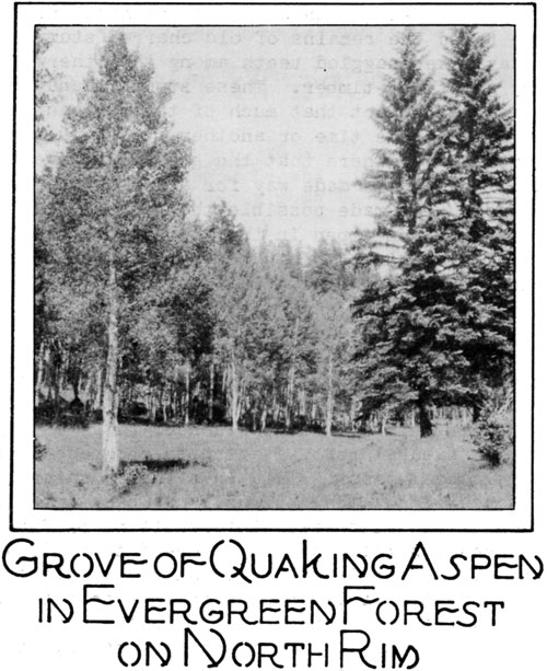 GROVE OF QUAKING ASPEN IN EVERGREEN FOREST ON NORTH RIM