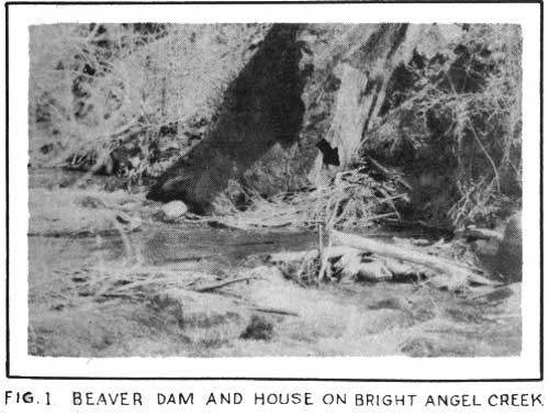 FIG. 1 BEAVER DAM AND HOUSE ON BRIGHT ANGEL CREEK.