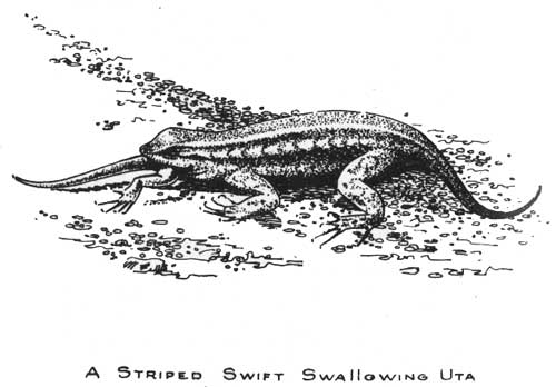 A STRIPED SWIFT SWALLOWING UTA