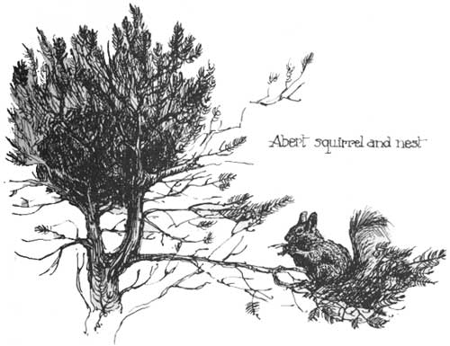 Abert squirrel and nest
