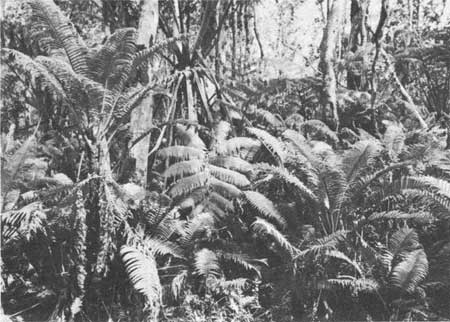 fern-ohia jungle