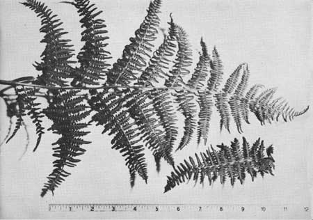 ferns