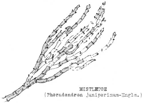 MISTLETOE (Phoradendron juniperinum-Englm.)
