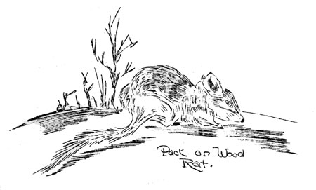 Pack or Wood Rat