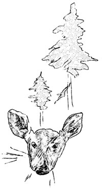 deer and trees