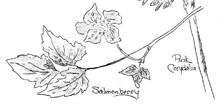 salmonberry